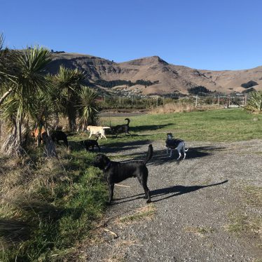 dogs-exploring