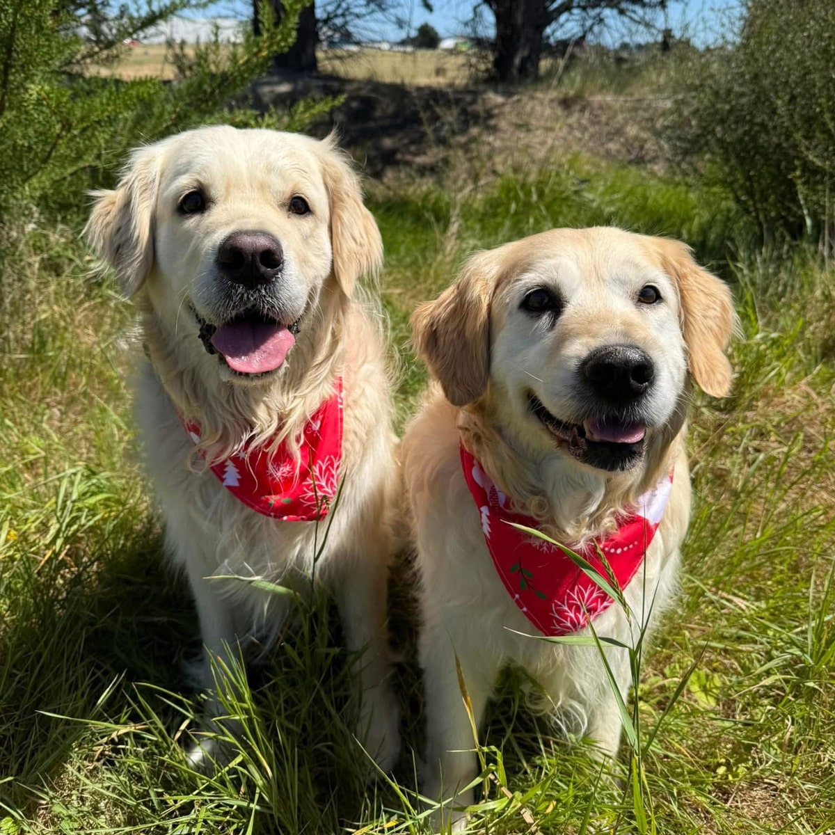 Off Leash Group Walks