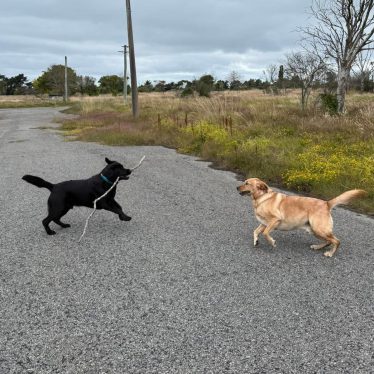 dog-walk